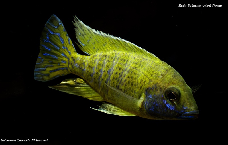 Aulonocara baenschi 'Nkhomo Reef'